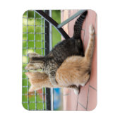 ゲッティイメージ |バルコニーの子猫たち マグネット (縦)