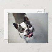 ゲッティイメージ |ブルドフランスのッグ ポストカード (正面/裏面)