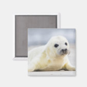 ゲッティイメージ |ベビーシール マグネット (正面/裏面)