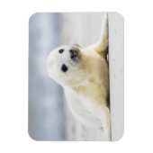 ゲッティイメージ |ベビーシール マグネット (縦)