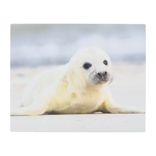 ゲッティイメージ |ベビーシール メタルプリント (正面)