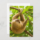 ゲッティイメージ |上下のスロース ポストカード (正面/裏面)