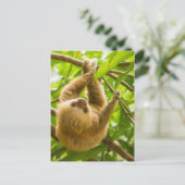 ゲッティイメージ |上下のスロース ポストカード (スタンド正面)