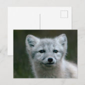 ゲッティイメージ |北極キツネキット ポストカード (正面/裏面)