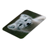 ゲッティイメージ |北極キツネキット マグネット (左側)