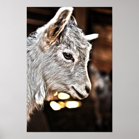 ゲッティイメージ |小ヤギ ポスター (正面)