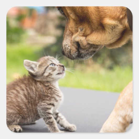 ゲッティイメージ |愛する犬と猫 スクエアシール (正面)