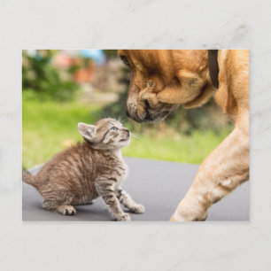 ゲッティイメージ 愛する犬と猫 ポストカード