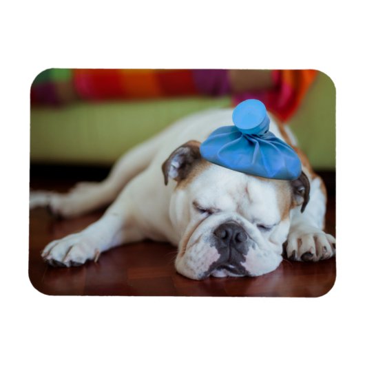 ゲッティイメージ |病気の若い子犬 マグネット (横)