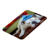 ゲッティイメージ |病気の若い子犬 マグネット (左側)