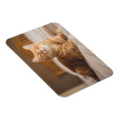 ゲッティイメージ |眠い猫 マグネット (右側)