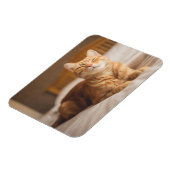 ゲッティイメージ |眠い猫 マグネット (左側)