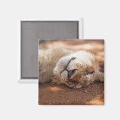 ゲッティイメージ |眠れるライオンの子 マグネット (正面/裏面)