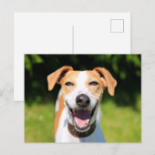 ゲッティイメージ |笑う犬 ポストカード (正面/裏面)