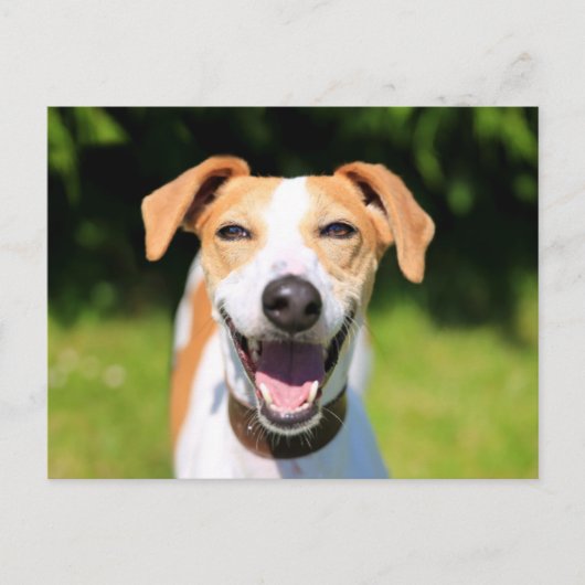 ゲッティイメージ |笑う犬 ポストカード (正面)