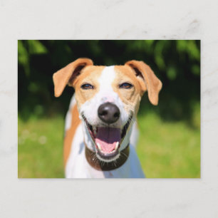 ゲッティイメージ  笑う犬 ポストカード