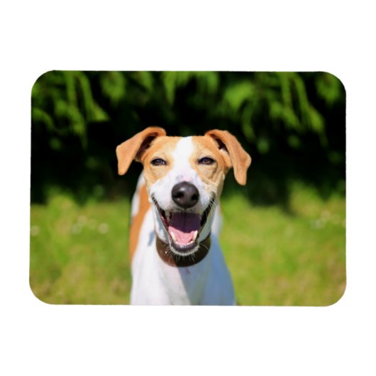 ゲッティイメージ |笑う犬 マグネット (横)