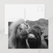 ゲッティイメージ |笑顔の馬 ポストカード (正面/裏面)