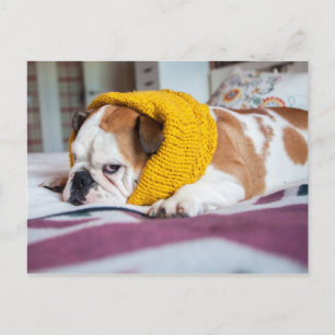 ゲッティイメージ   English Bulldog ポストカード
