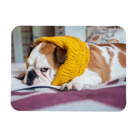 ゲッティイメージ | English Bulldog マグネット (横)