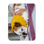 ゲッティイメージ | English Bulldog マグネット (縦)
