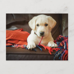 ゲッティイメージ Puppy On A Sofa ポストカード