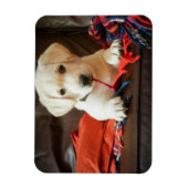ゲッティイメージ | Puppy On A Sofa マグネット (縦)