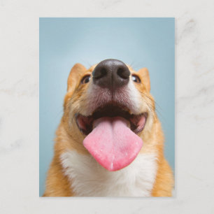 ゲッティイメージ   Very Happy Corgi ポストカード