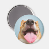ゲッティイメージ | Very Happy Corgi マグネット (正面/裏面)