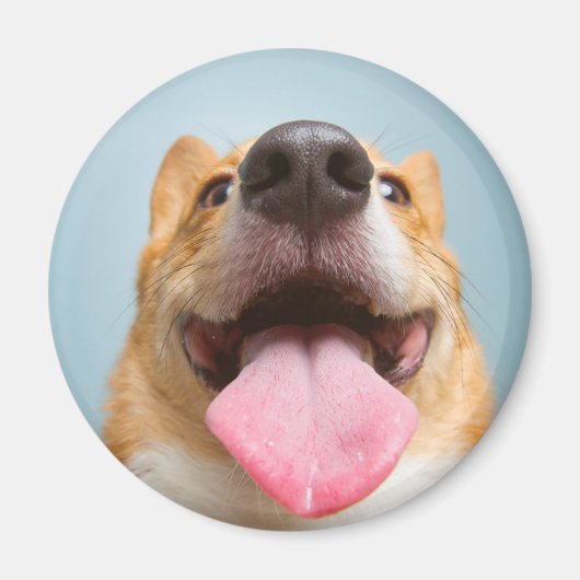 ゲッティイメージ | Very Happy Corgi マグネット (正面)
