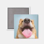 ゲッティイメージ | Very Happy Corgi マグネット (正面/裏面)