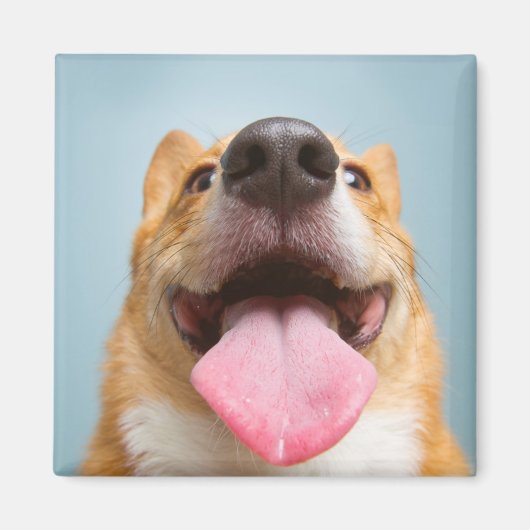 ゲッティイメージ | Very Happy Corgi マグネット (正面)