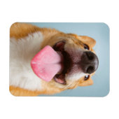 ゲッティイメージ | Very Happy Corgi マグネット (横)