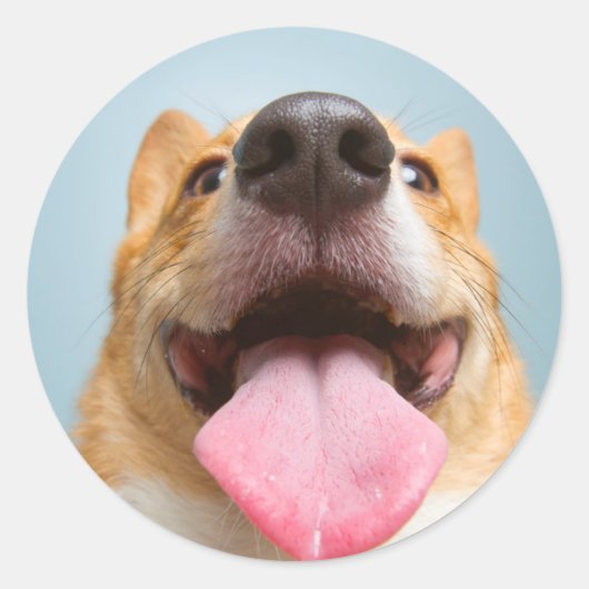 ゲッティイメージ | Very Happy Corgi ラウンドシール (正面)