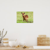 ゲッティイメージ | Young Brown Antelope Waterbuck ポスター (キッチン)