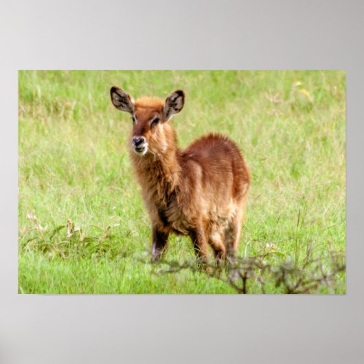ゲッティイメージ | Young Brown Antelope Waterbuck ポスター (正面)