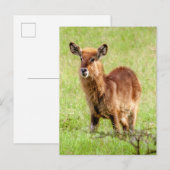 ゲッティイメージ | Young Brown Antelope Waterbuck ポストカード (正面/裏面)