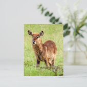 ゲッティイメージ | Young Brown Antelope Waterbuck ポストカード (スタンド正面)