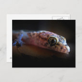 ゲッ地中海のコ・リザード ポストカード (正面/裏面)