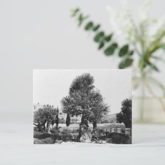 ゲツセマネの園の古代のオリーブの木 ポストカード (スタンド正面)