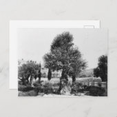 ゲツセマネの園の古代のオリーブの木 ポストカード (正面/裏面)