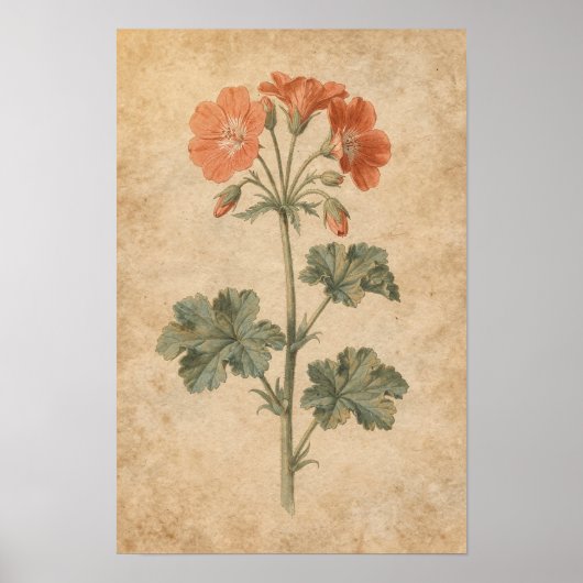 ゲラニウムの植物画 ポスター (正面)