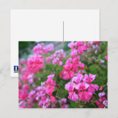 ゲラニウム葉書 ポストカード (正面/裏面)