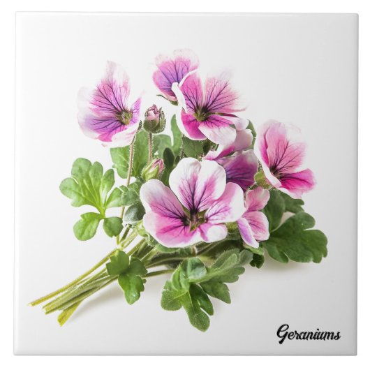 ゲラニウム タイル (正面)
