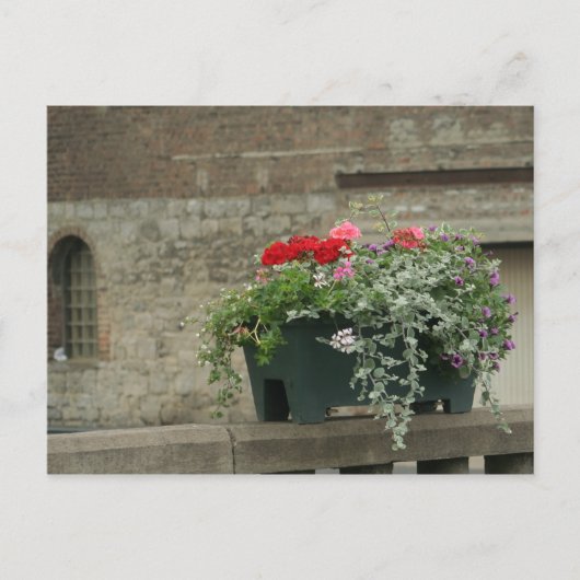 ゲラニウム ポストカード (正面)