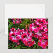 ゲラニウム ポストカード (正面/裏面)