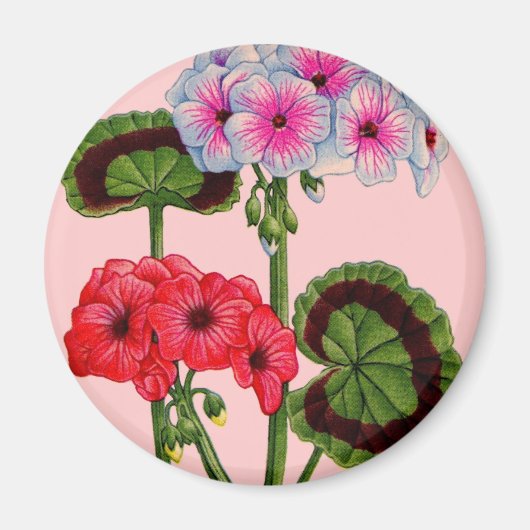 ゲラニウム マグネット (正面)