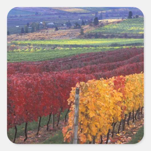 ゲリングの濃い赤と黄色の紅葉 スクエアシール (正面)