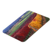 ゲリングの濃い赤と黄色の紅葉 マグネット (左側)