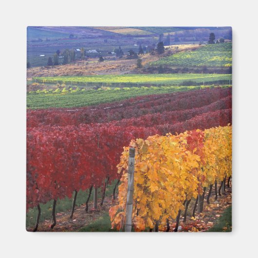 ゲリングの濃い赤と黄色の紅葉 マグネット (正面)